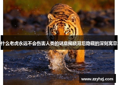 什么老虎永远不会伤害人类的谜底揭晓背后隐藏的深刻寓意