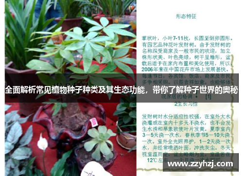 全面解析常见植物种子种类及其生态功能，带你了解种子世界的奥秘